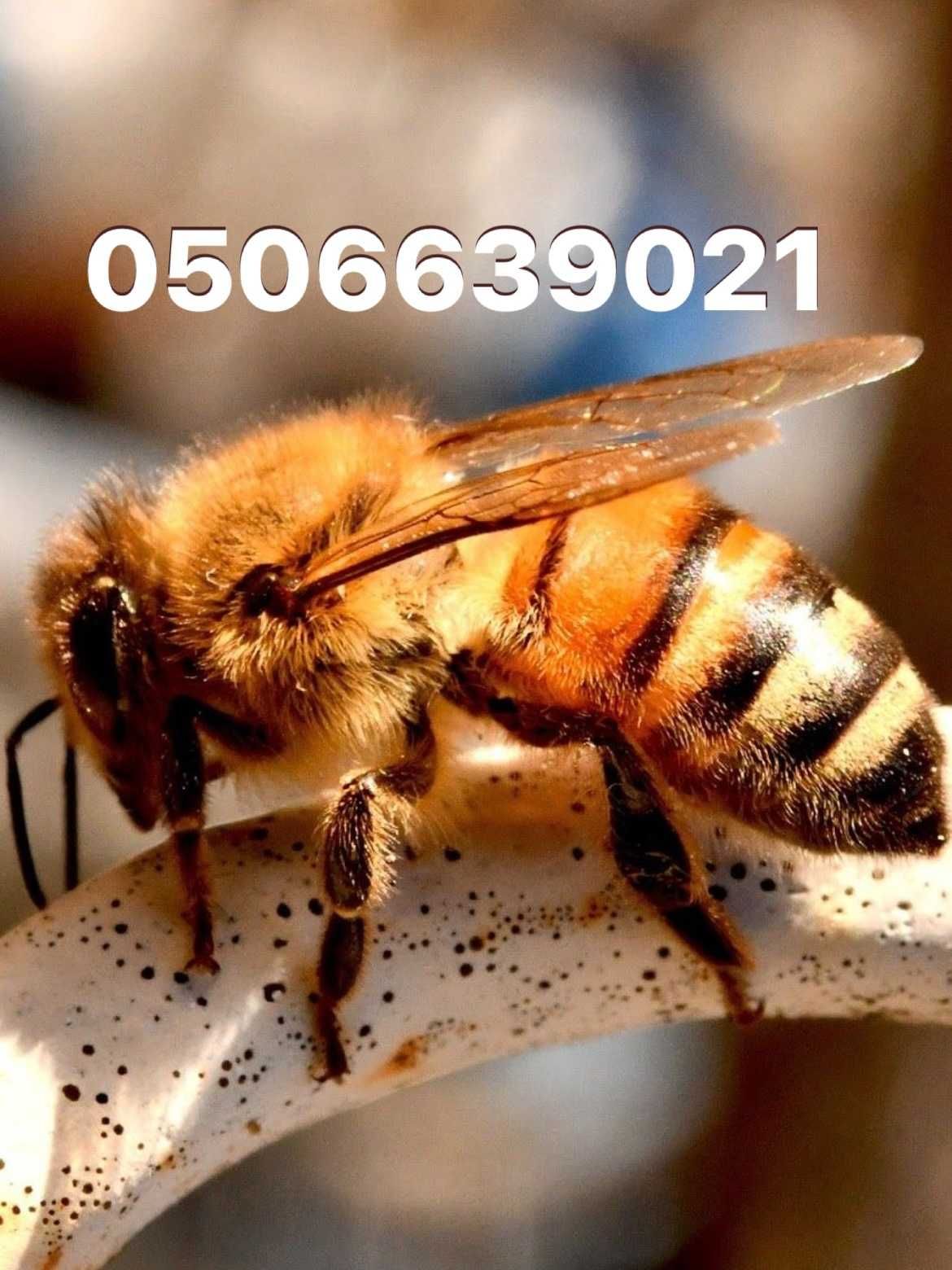 Продам бджолопакети та бджолосім'ї в Полтавській області