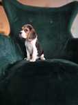 BEAGLE-mniejsza w typie,przytulaśna ZKwP/FCI