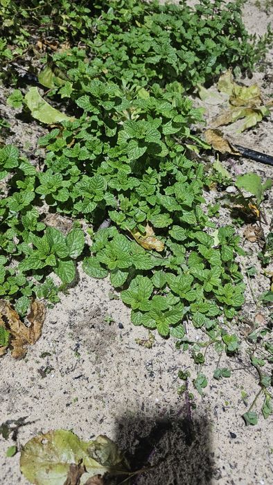 Vendo algumas ervas aromáticas