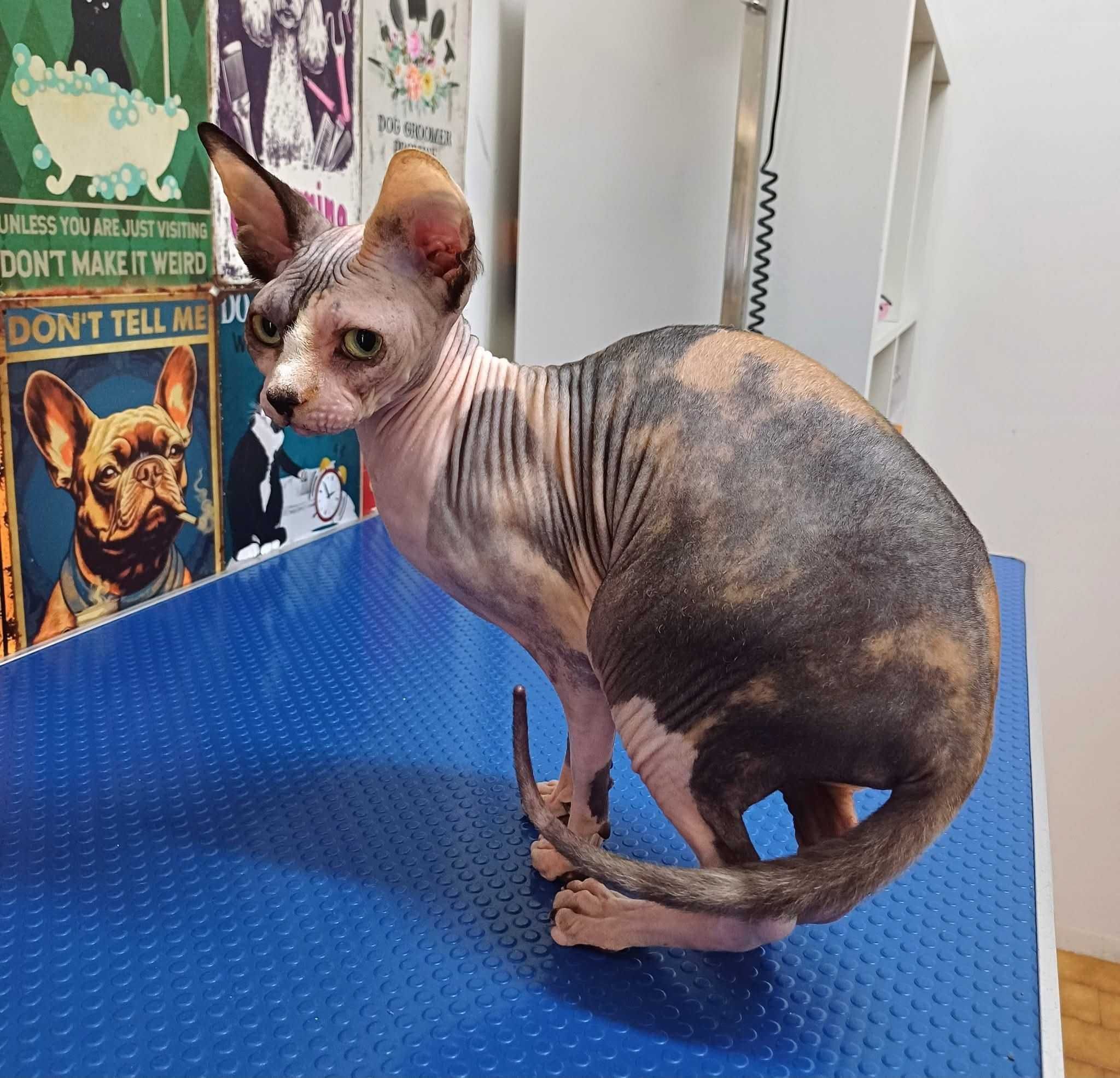 Gatinha Sphynx tricolor