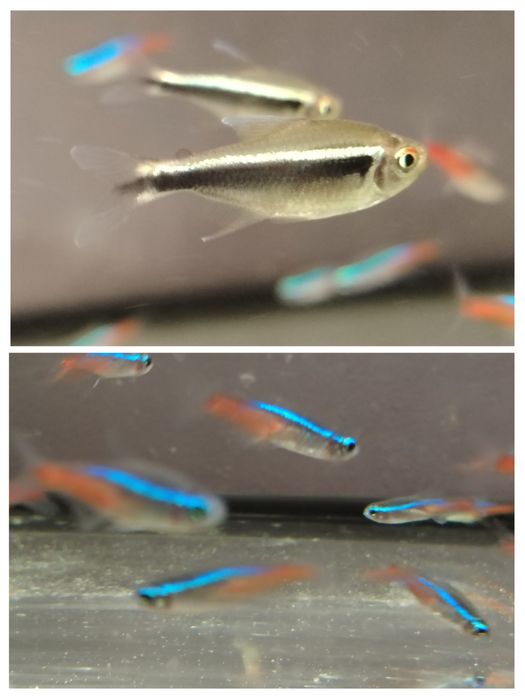 Neonki innesa ,neonki czarne