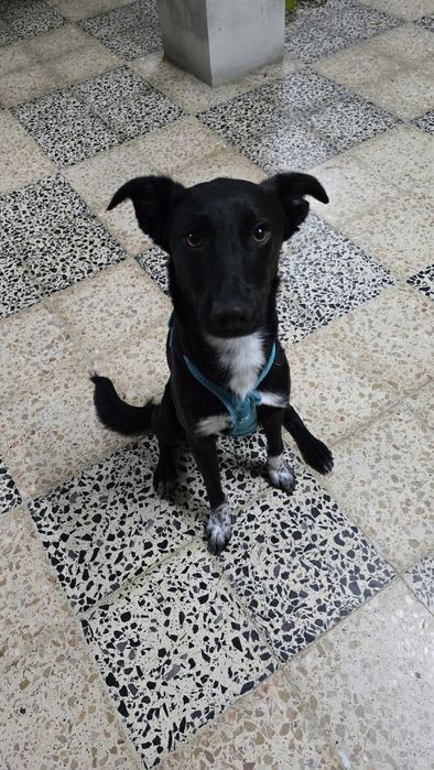 Caozinho de 9 meses para adoção