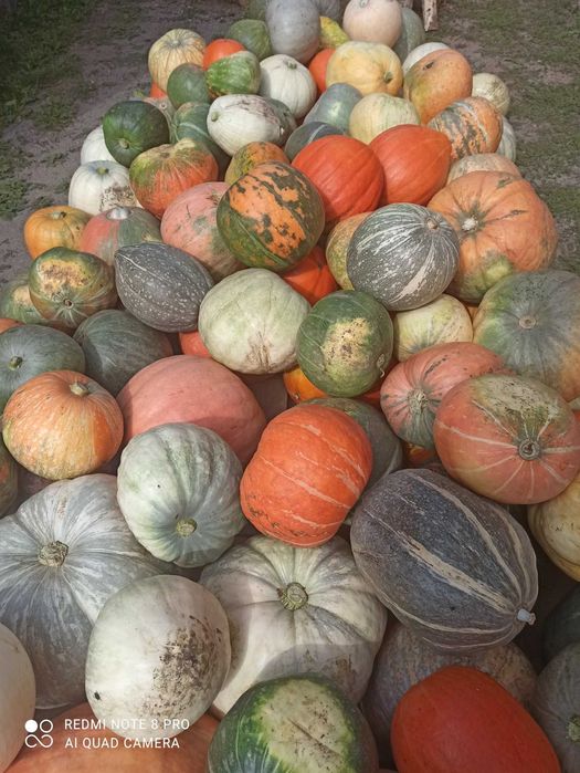 Продам гарбузи .