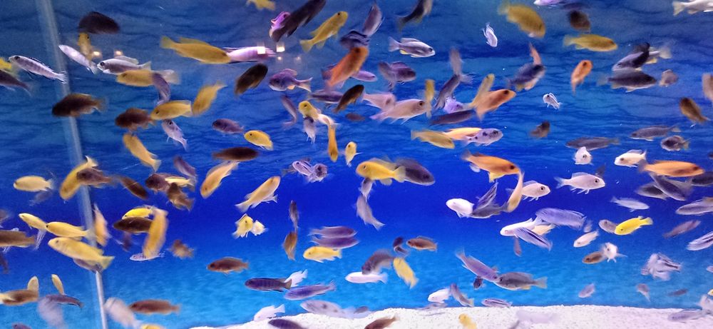 sprzedam pyszczaki różne wielkości oraz gatunki wysyłka cała Polska