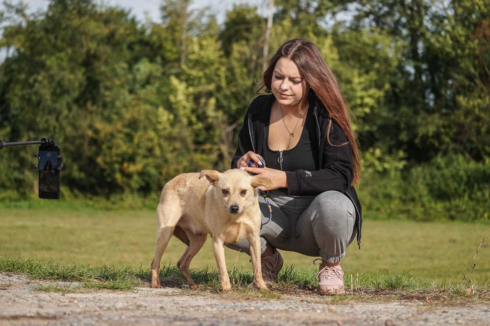 Sewen - niewielki, łagodny śliczny pies szuka domu