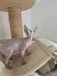 Devon Rex ,kotka oddam wylacznie w dobre rece