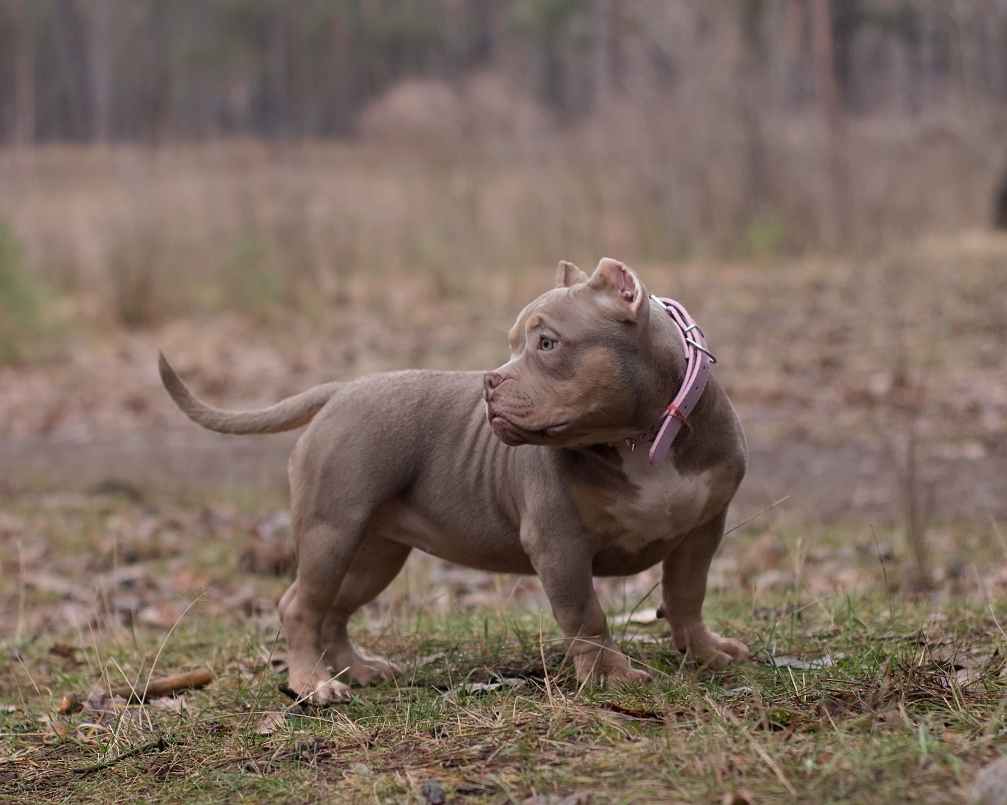 American Bully female