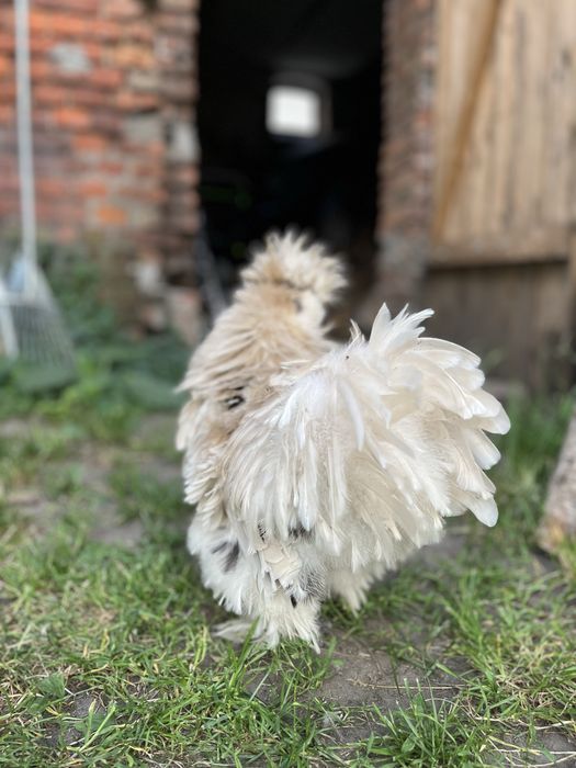 Silka Lokowana kogut