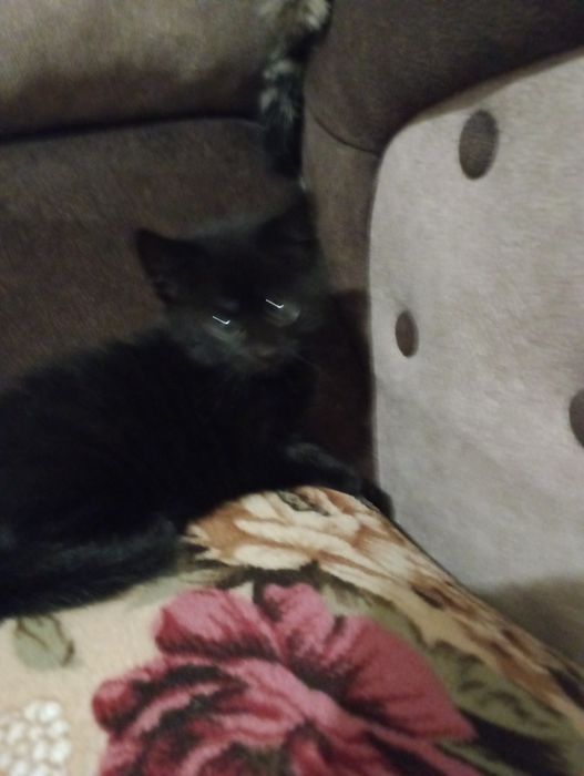 Бенгальскі кошенятка метиси