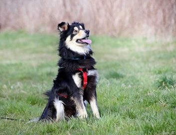 Marley - aktywny, proludzki, przepiękny psiak średniej wielkości