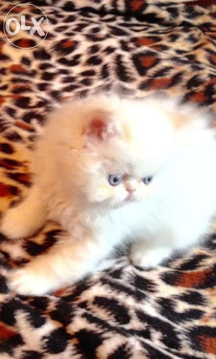 Вязка белого персидского гималайского котика