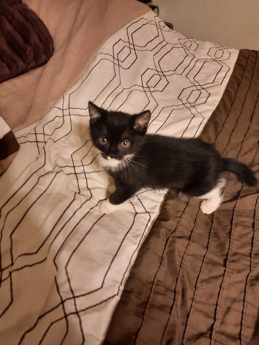 Dwa śliczne małe kotki oddam w dobre ręce