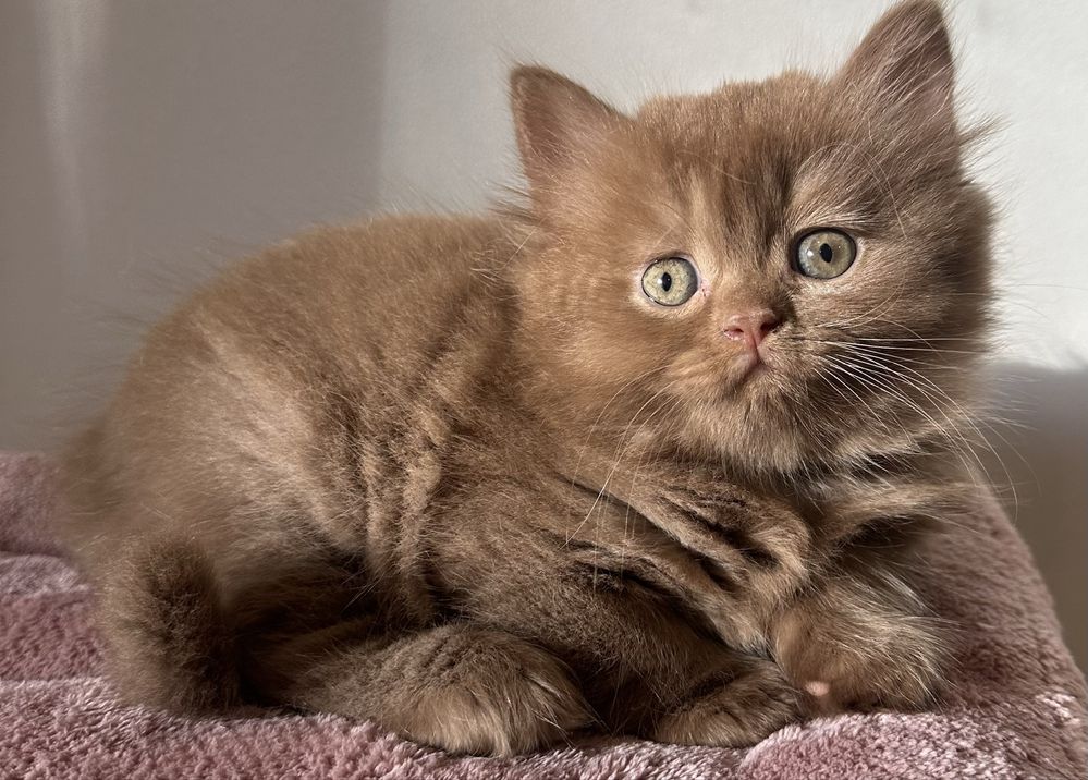 Fêmea British Longhair cinnamon com LOP