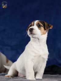 Jack Russell Terrier ZKwP FCI