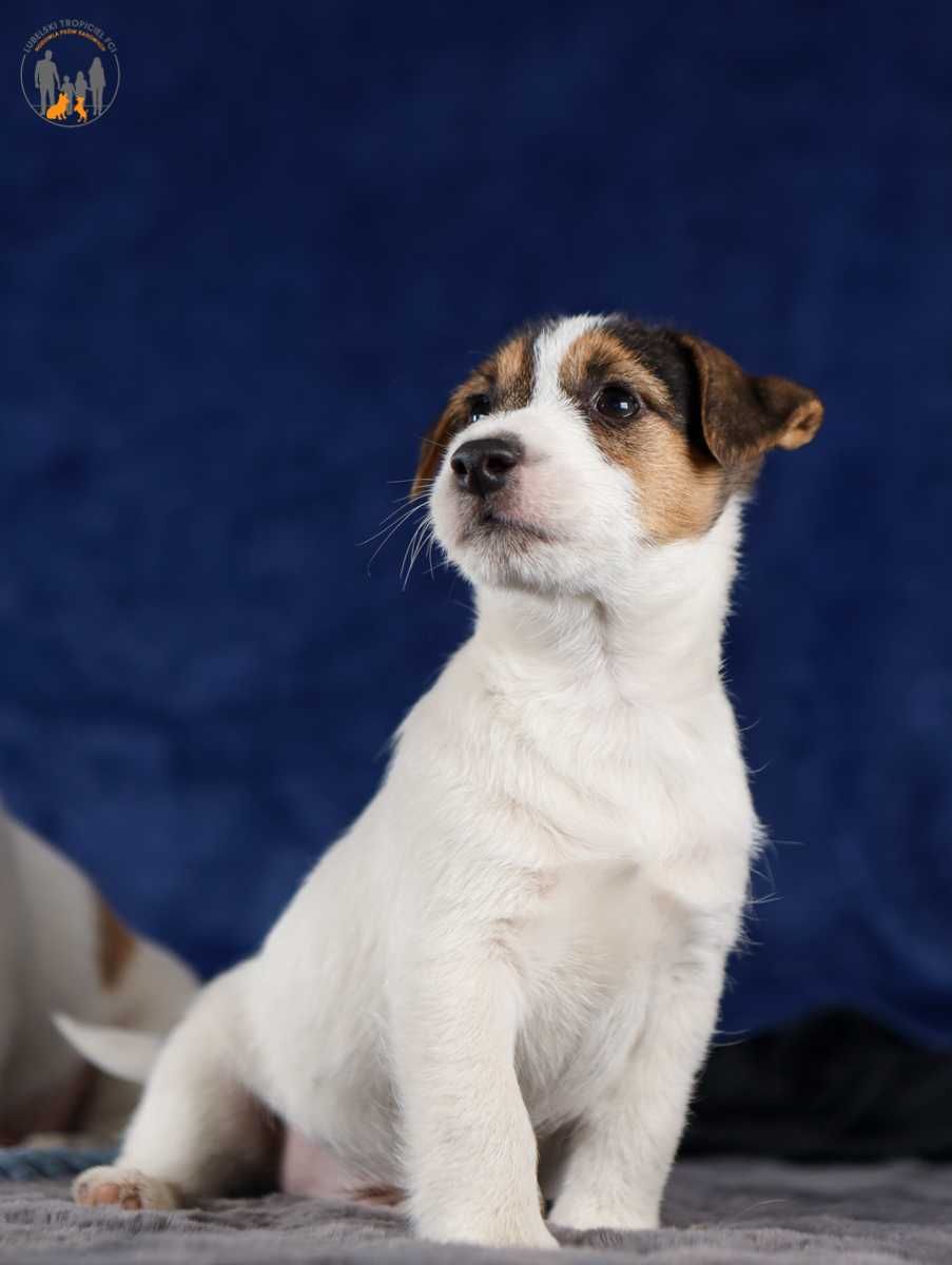 Jack Russell Terrier ZKwP FCI