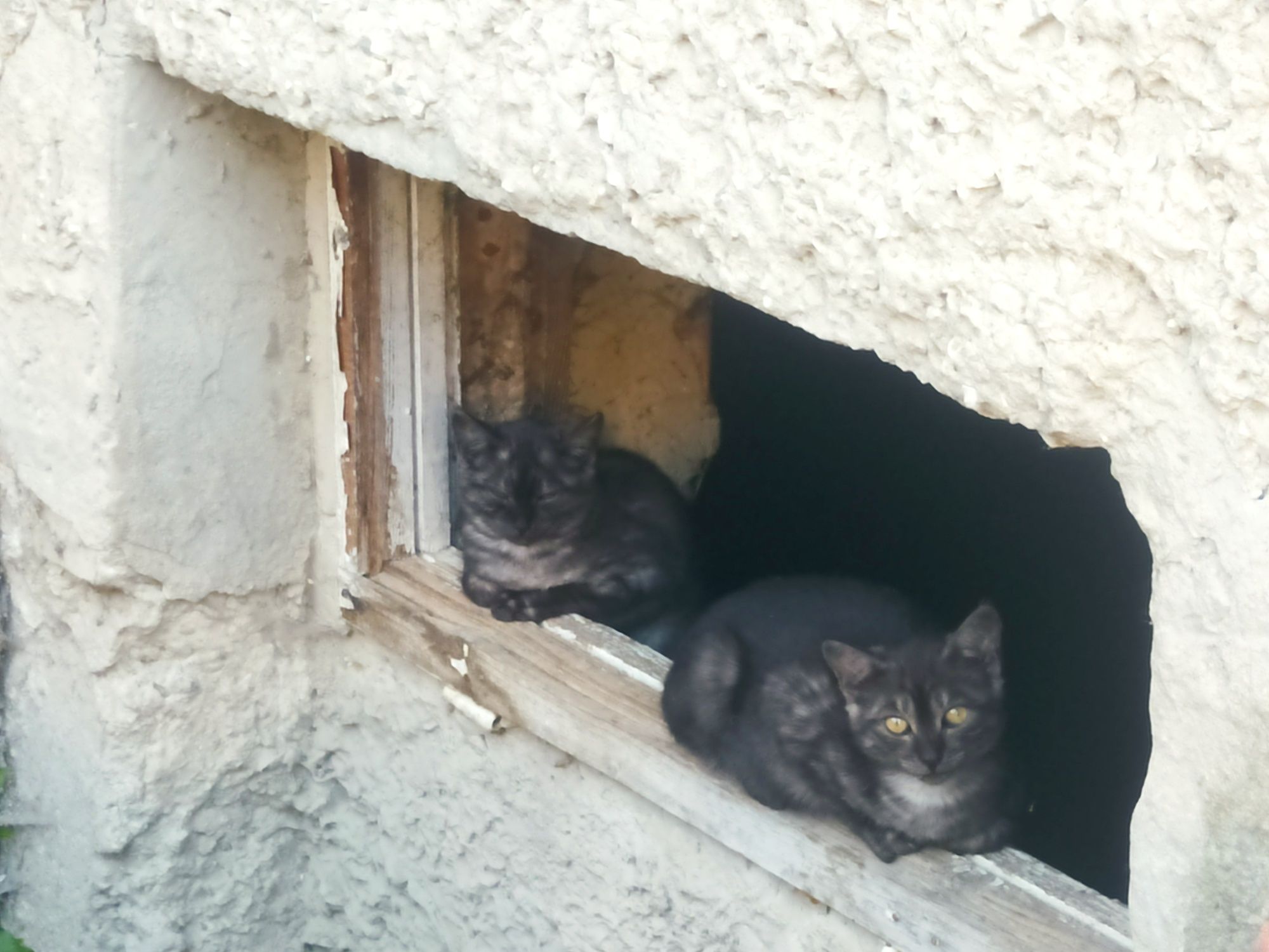 Віддам кошенят в добрі руки