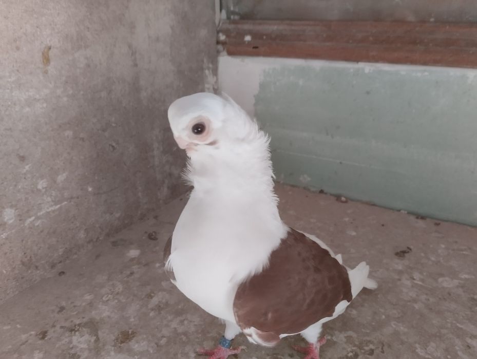 Mewka polska samczyk czerwony 2024r