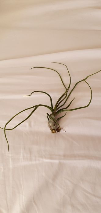 Plantas Aéreas Tillandsia (várias)