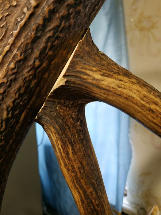 Рог оленя. Один. СССР. Вешалка.