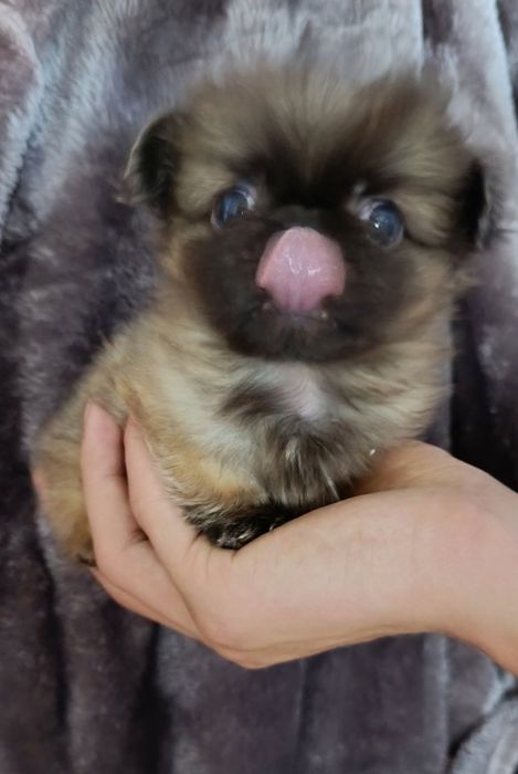 Щенки пекінесики