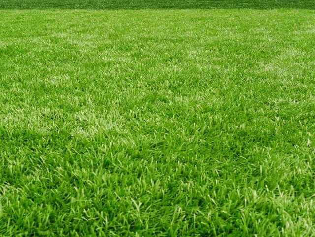 Сертифіковане насіння газонної трави Ліліпут газон трава газонна трава
