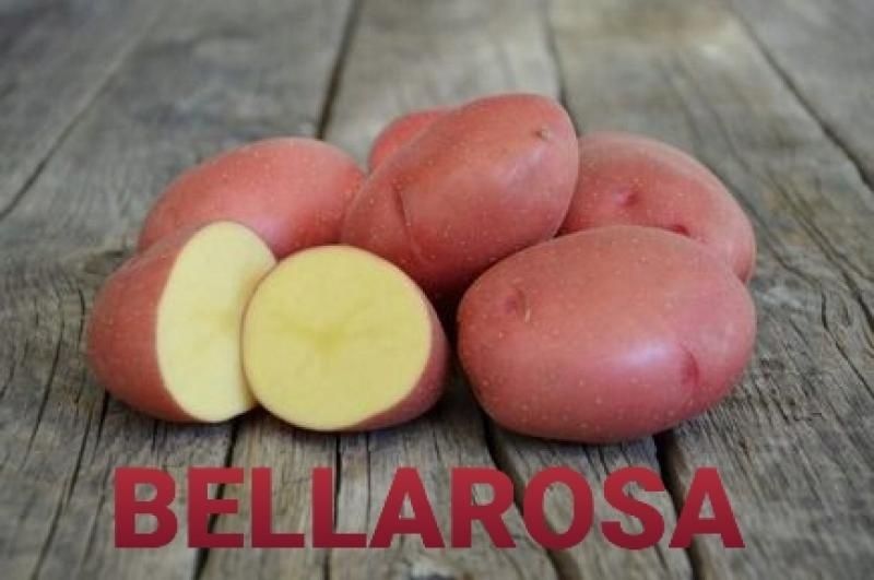 Ziemniaki do Sadzenia Sadzeniaki Lord i Bella Bellarosa
