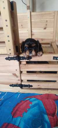 Cavalier King Charles Spaniel