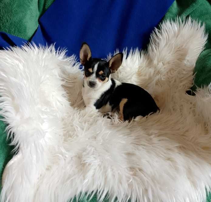 Chihuahua chłopiec