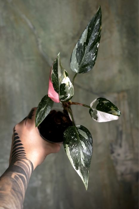 Philodendon White Princess - kolekcjonerski Filodendron / pędówki