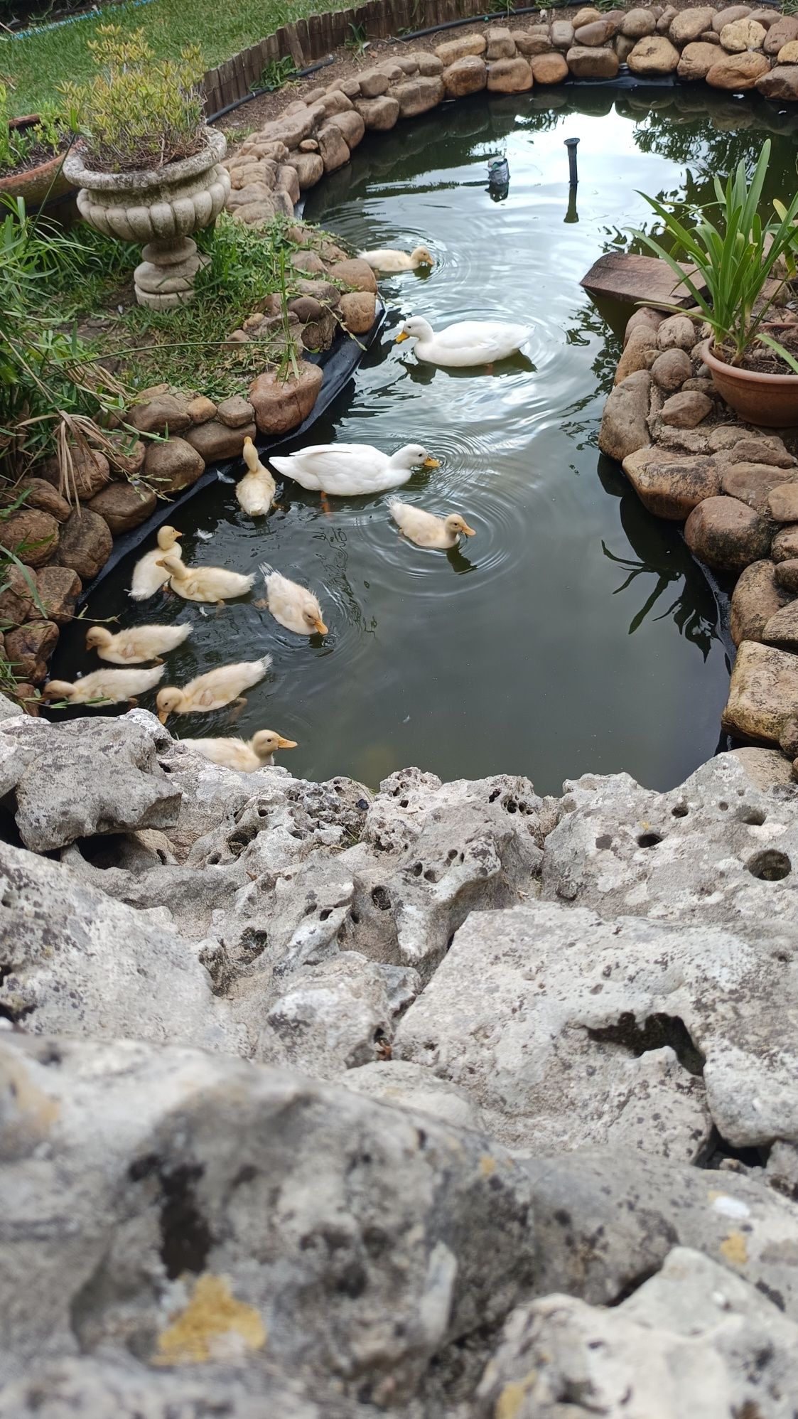 Vendo patos PEQUIM médios