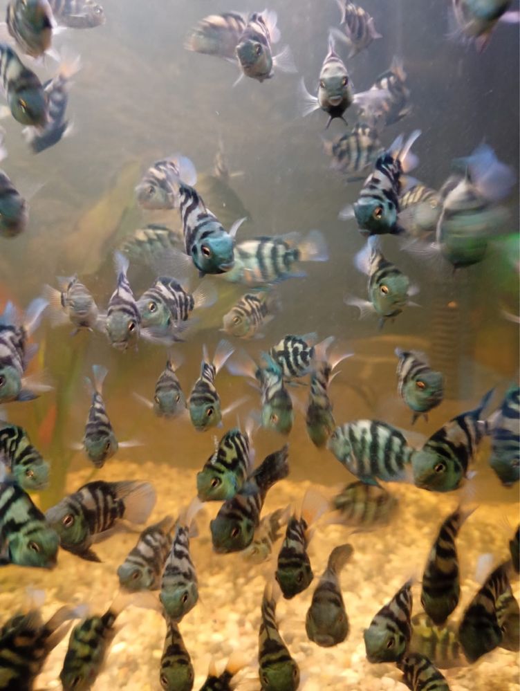 Pielęgnice Blue Tiger – młode, zdrowe, intensywne ubarwienie