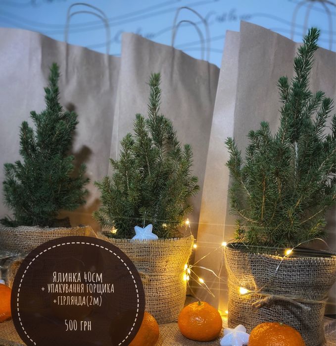 Справжня новорічна ялинка для Вашого свята! Жива ялинка у горщику! h40