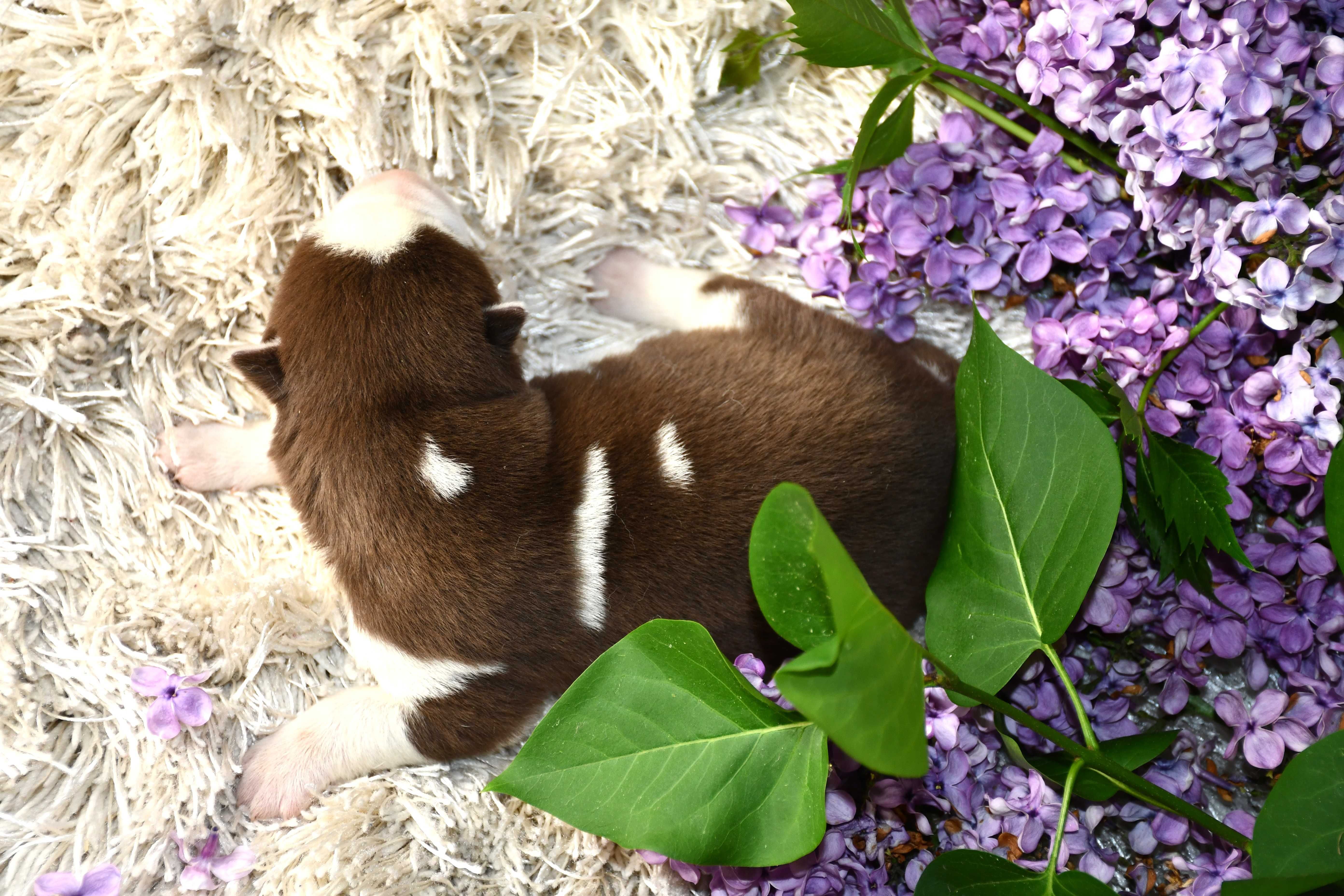 Siberian Husky  Suczka z doskonałym pochodzeniem