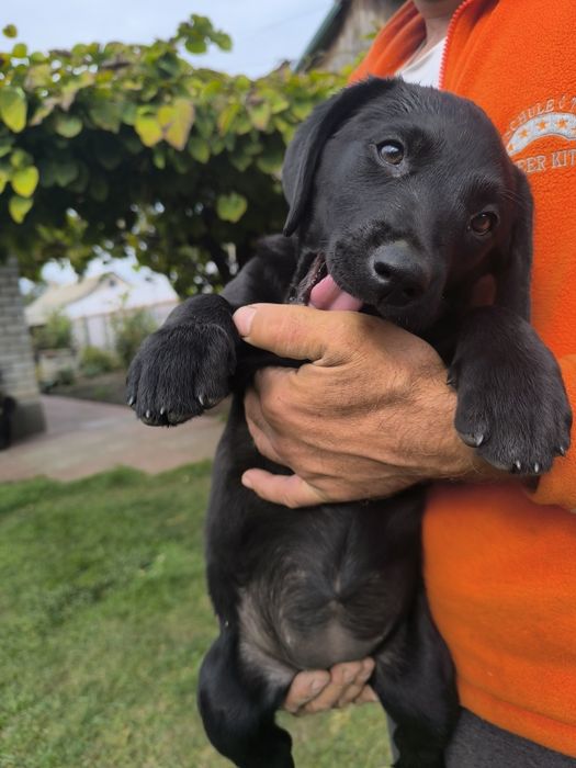 цуценята лабрадора ретривера