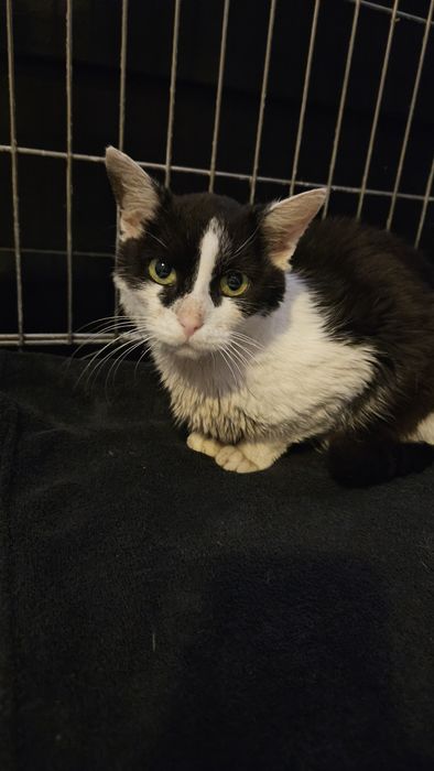 Kocurek Koleżka szuka lokum.