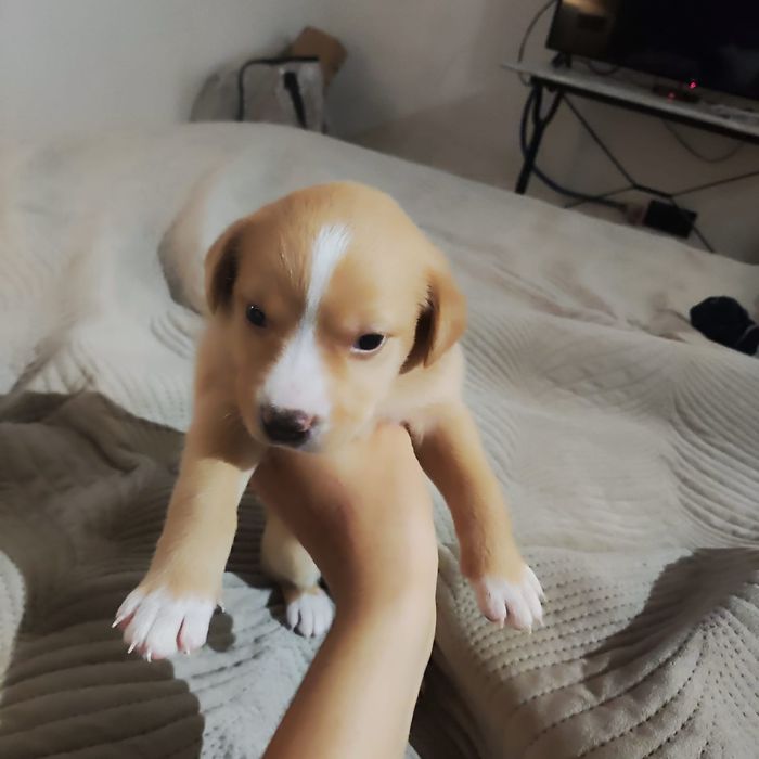 Cães bebé para adopção responsavel