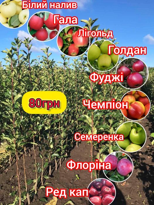 Яблуня Груша Абрикос Слива Черешня Персик Нектарин саджанці плодових