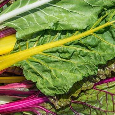 Sementes de aromáticas e hortícolas biológicas certificadas