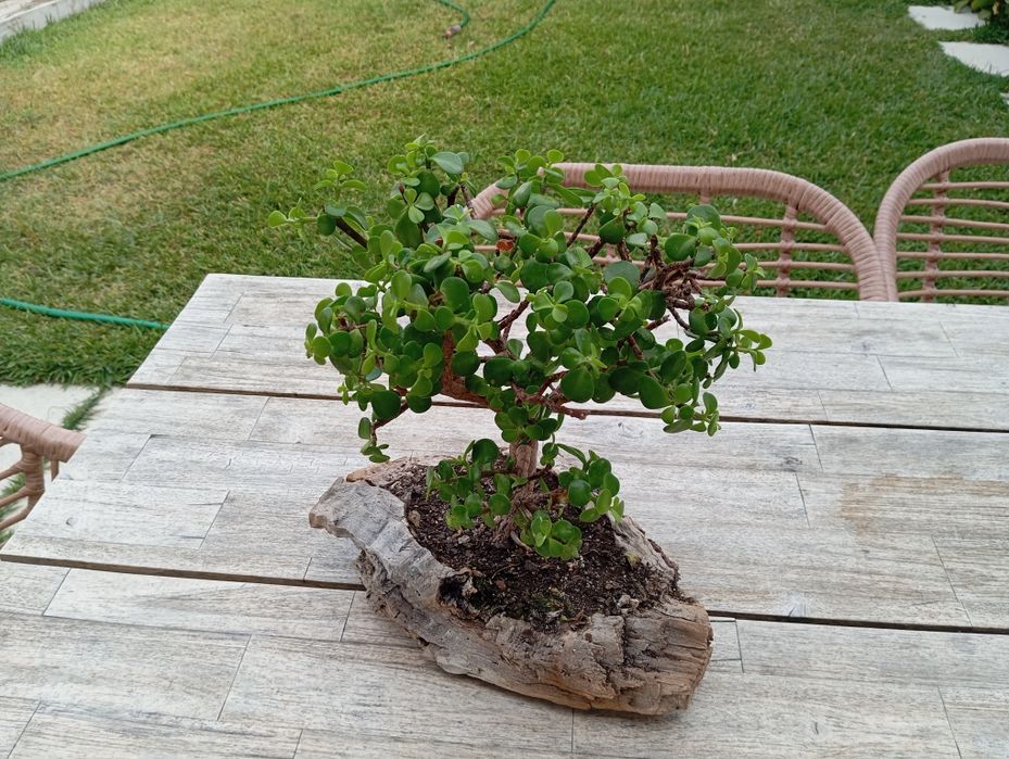 Bonsai planta...