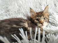 Kotka Maine coon