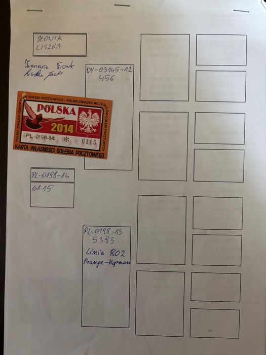 Golebie Samiczka z rozpłodu