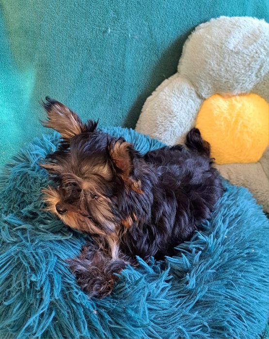 Yorkshire Terrier, york Drobnej budowy