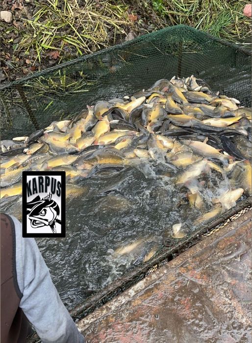 Karp hurd szczupak karaś amur