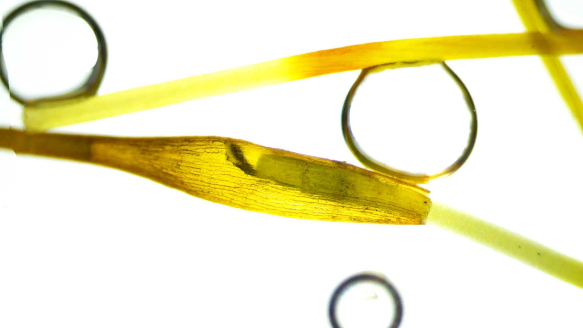 Mikroskop Delta Optical Genetic Pro + Kamera Mikroskopowa