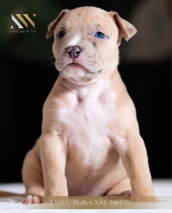 American Bully XL - suczka