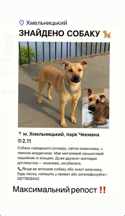 Загубилась собака ,шукаємо власника