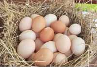 Jajka jaja ekologiczne wiejskie z dostawą