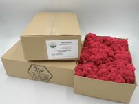 mech chrobotek reniferowy 0,5kg cermin red
