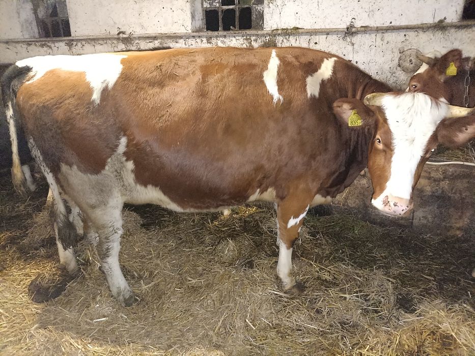 Jałówka wysokocielna