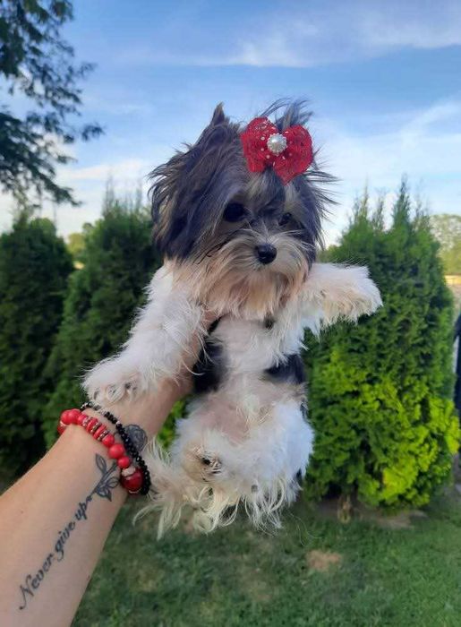Mini xxs biewer suczka Yorkshire terrier paszport miniaturka